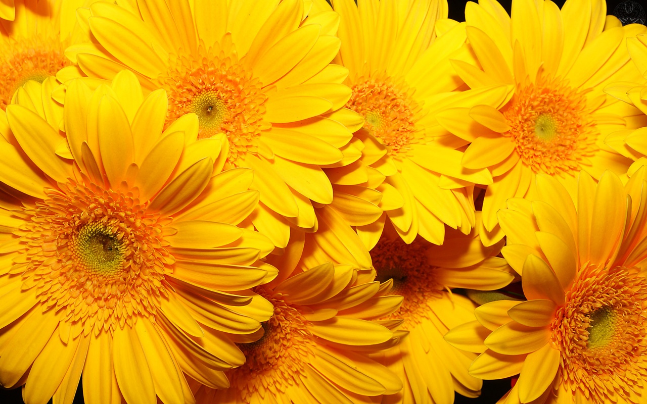 Yellow Flower Hd Wallpapers