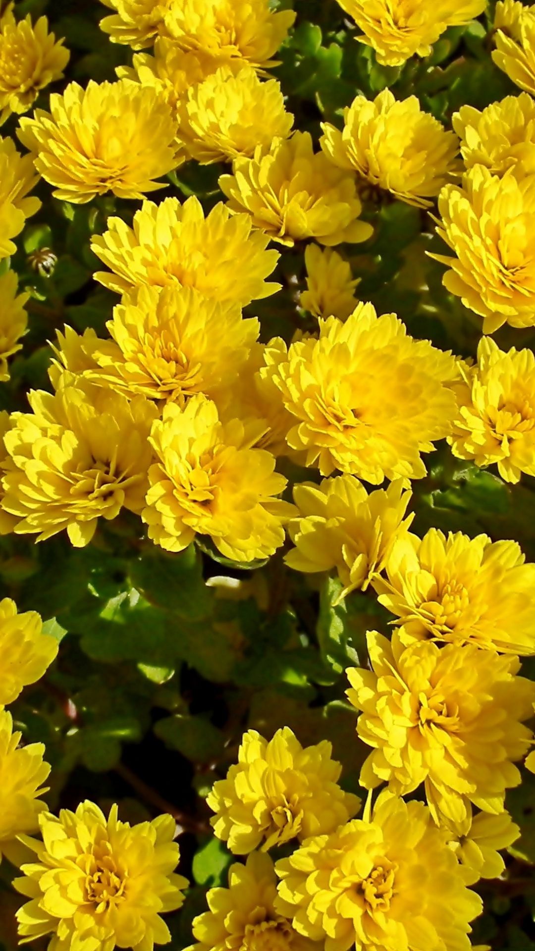 Yellow Flower Hd Wallpapers