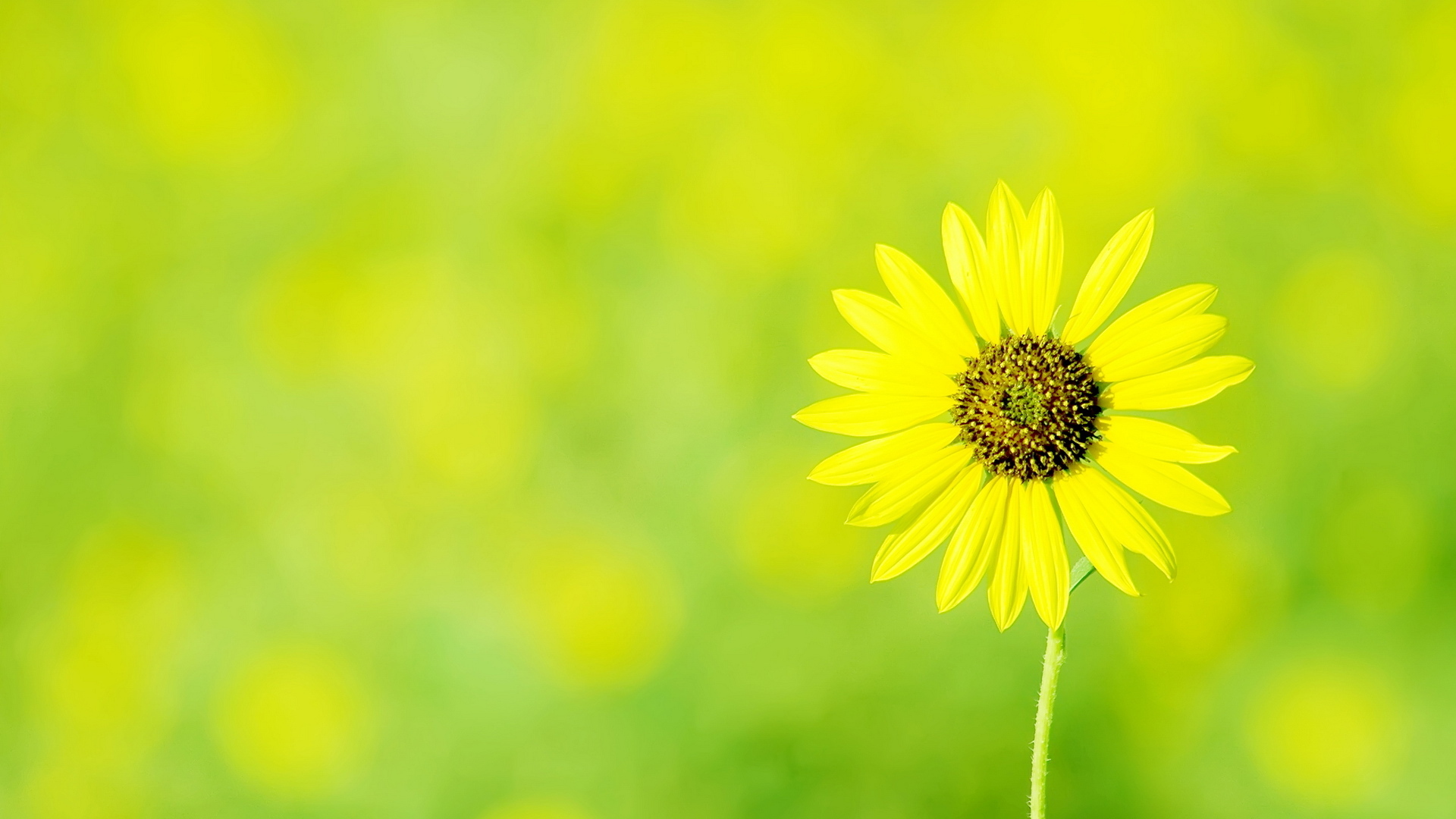 Yellow Flower Hd Wallpapers