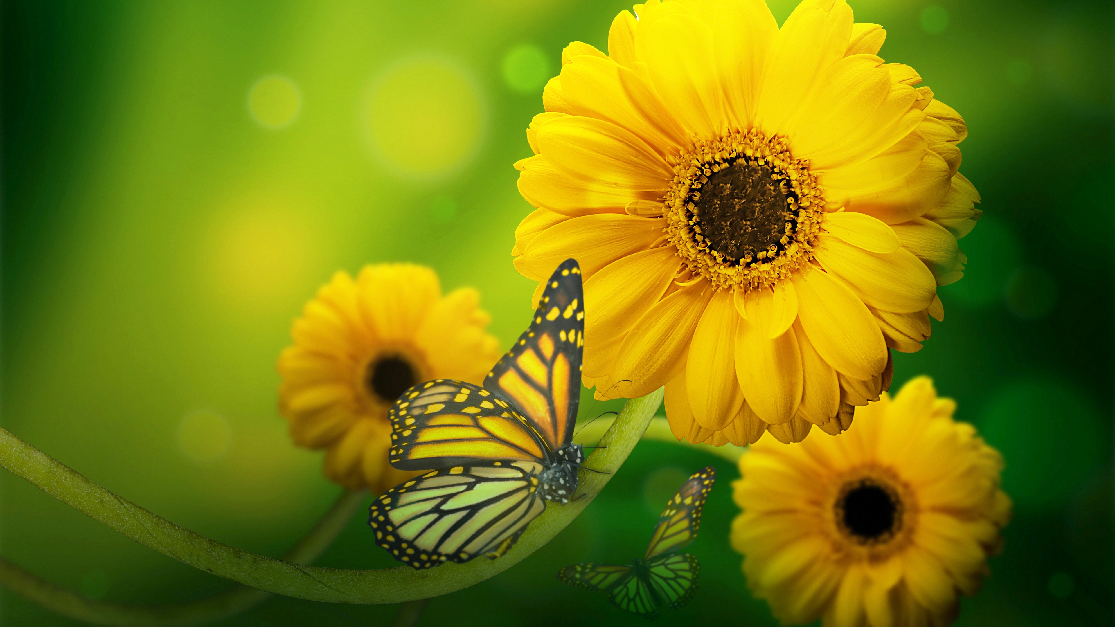 Yellow Flower Hd Wallpapers