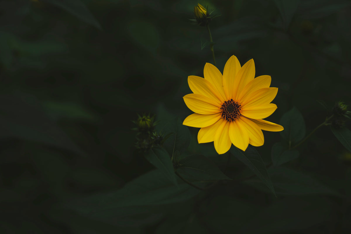 Yellow Flower Hd Wallpapers