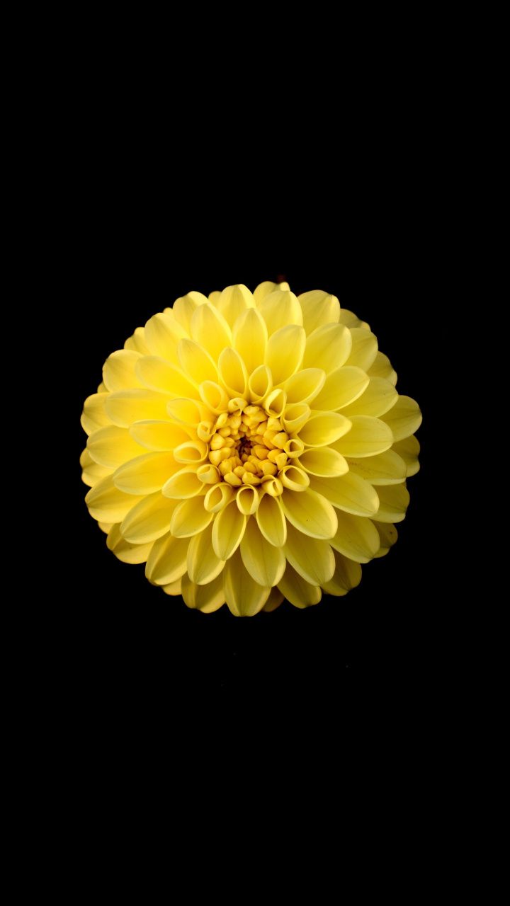 Yellow Flower Phone Wallpapers