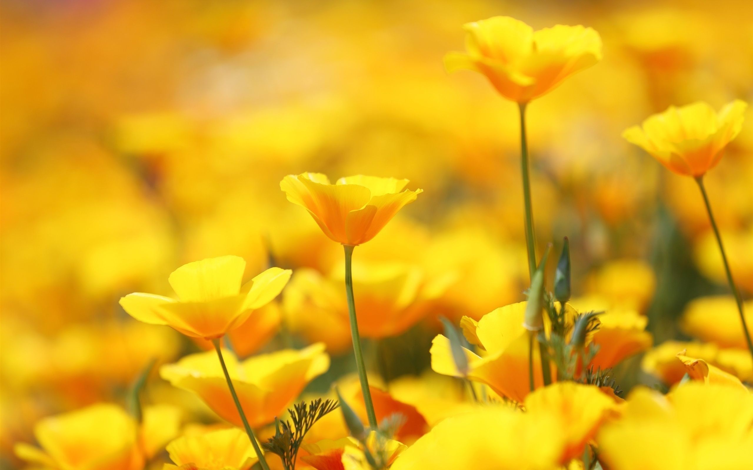 Yellow Flowers Wallpapers