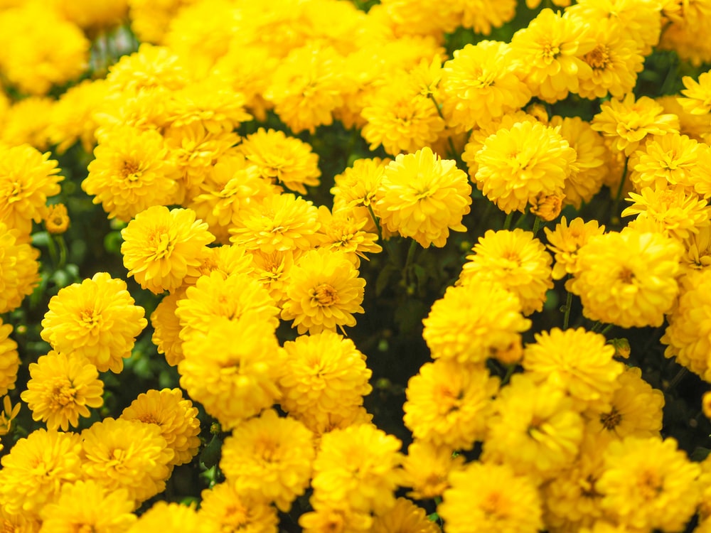 Yellow Flowers Wallpapers