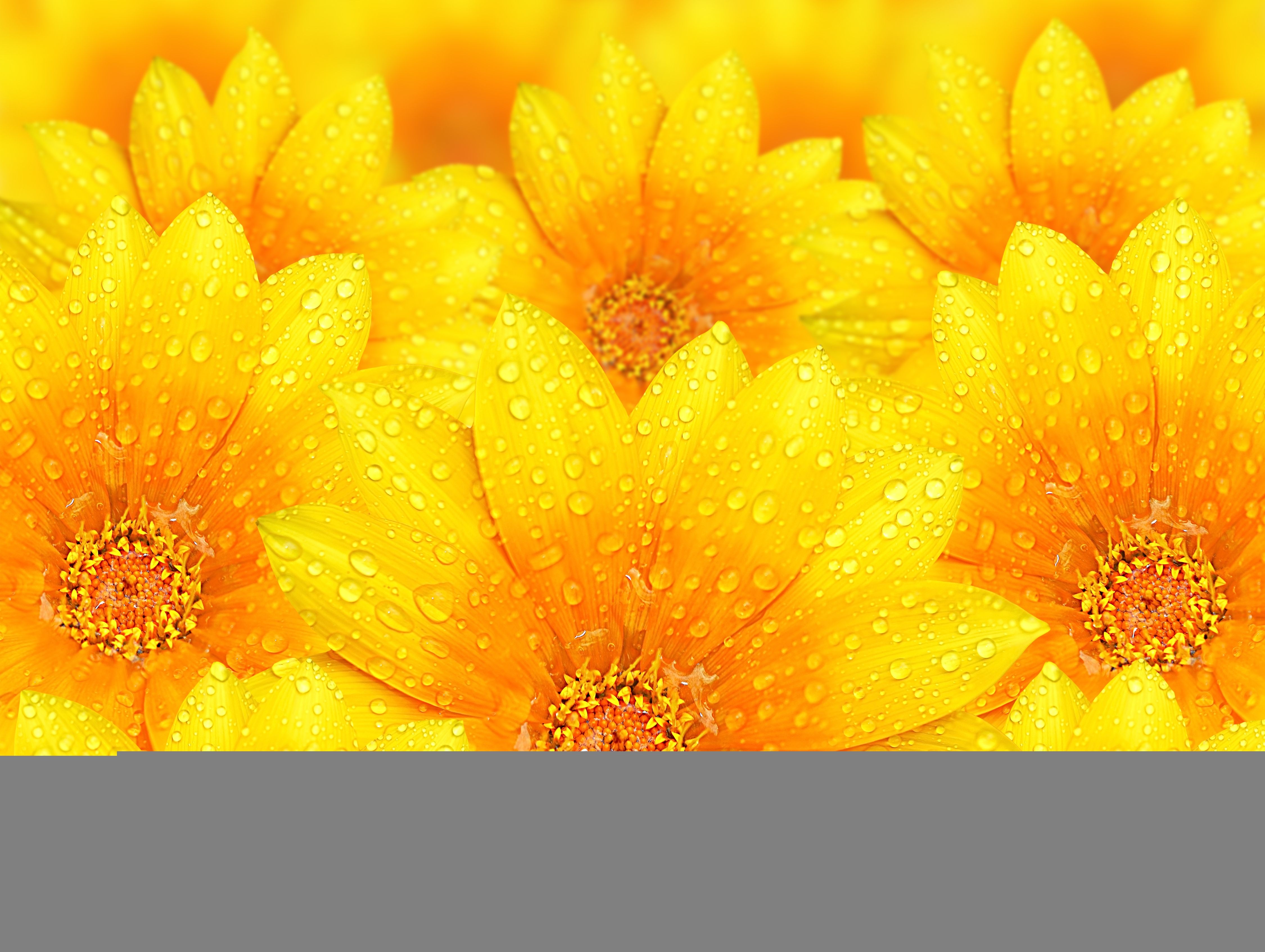 Yellow Flowers Wallpapers