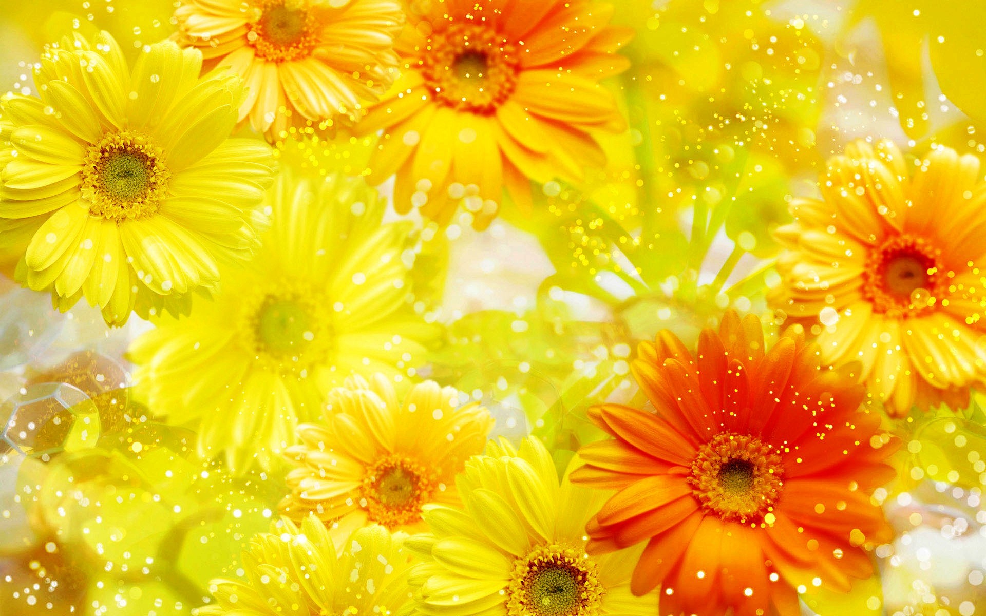 Yellow Flowers Wallpapers