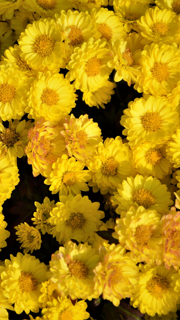 Yellow Flowers Wallpapers