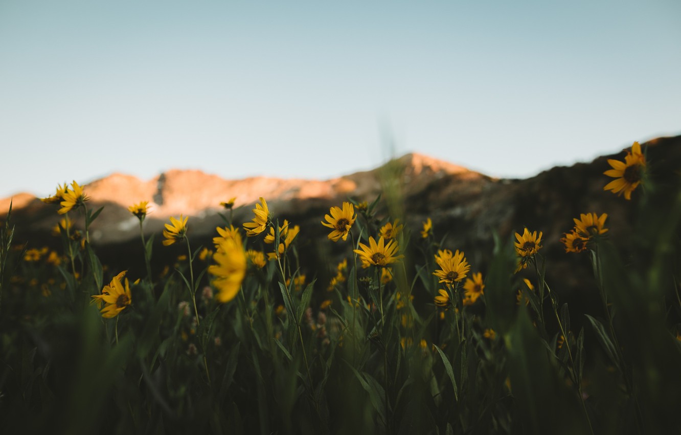 Yellow Flowers Wallpapers