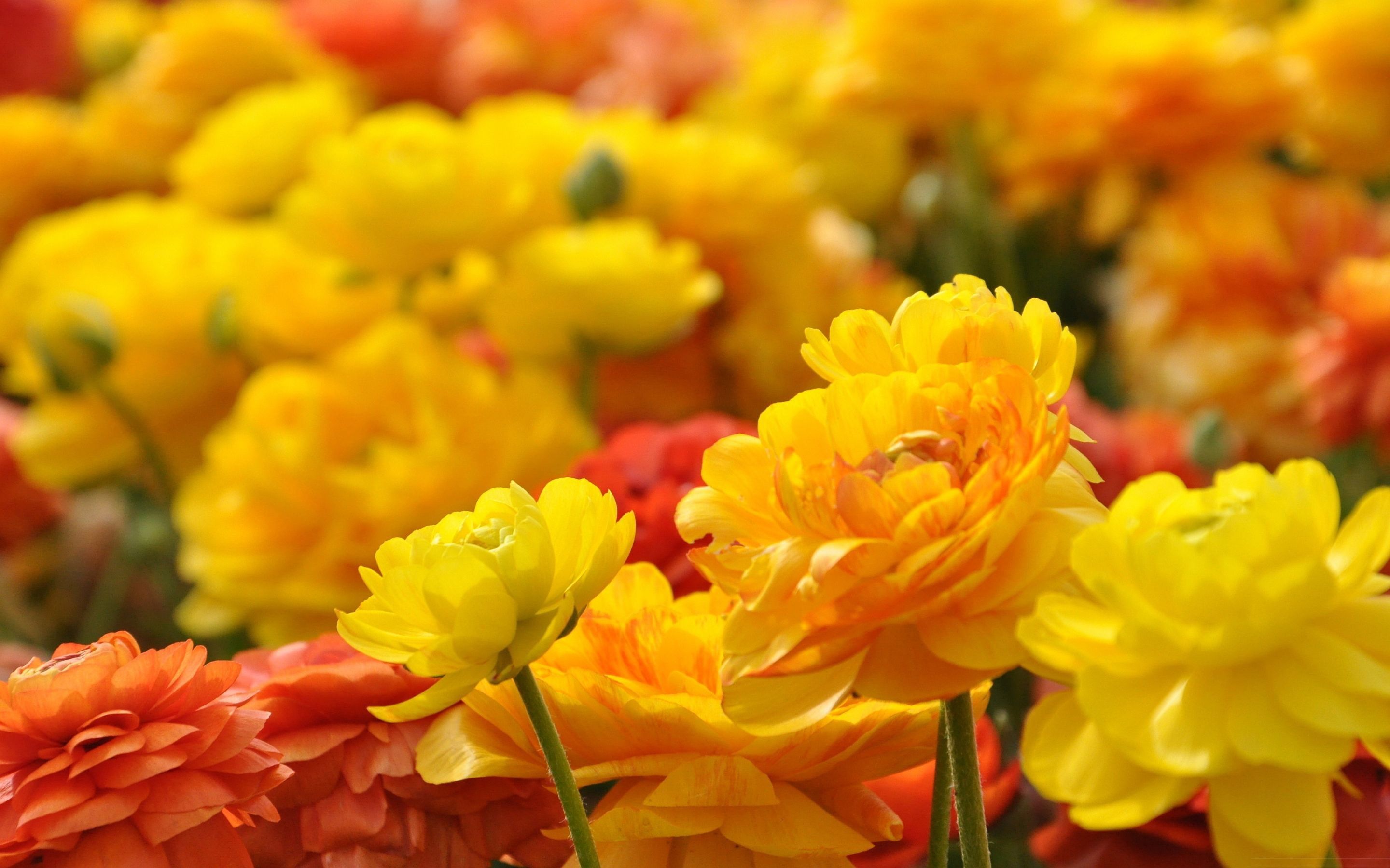 Yellow Flowers Wallpapers