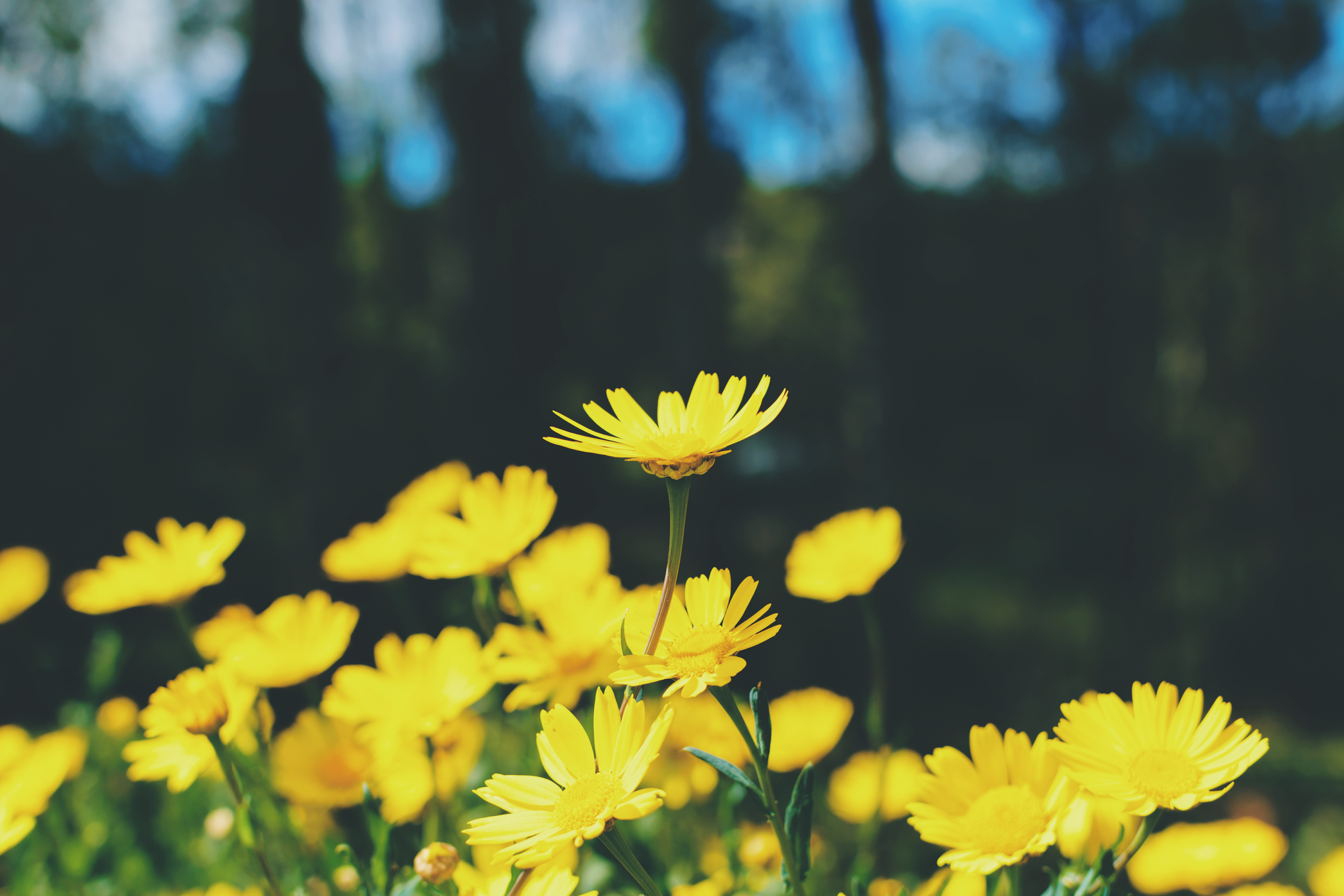 Yellow Flowers Wallpapers