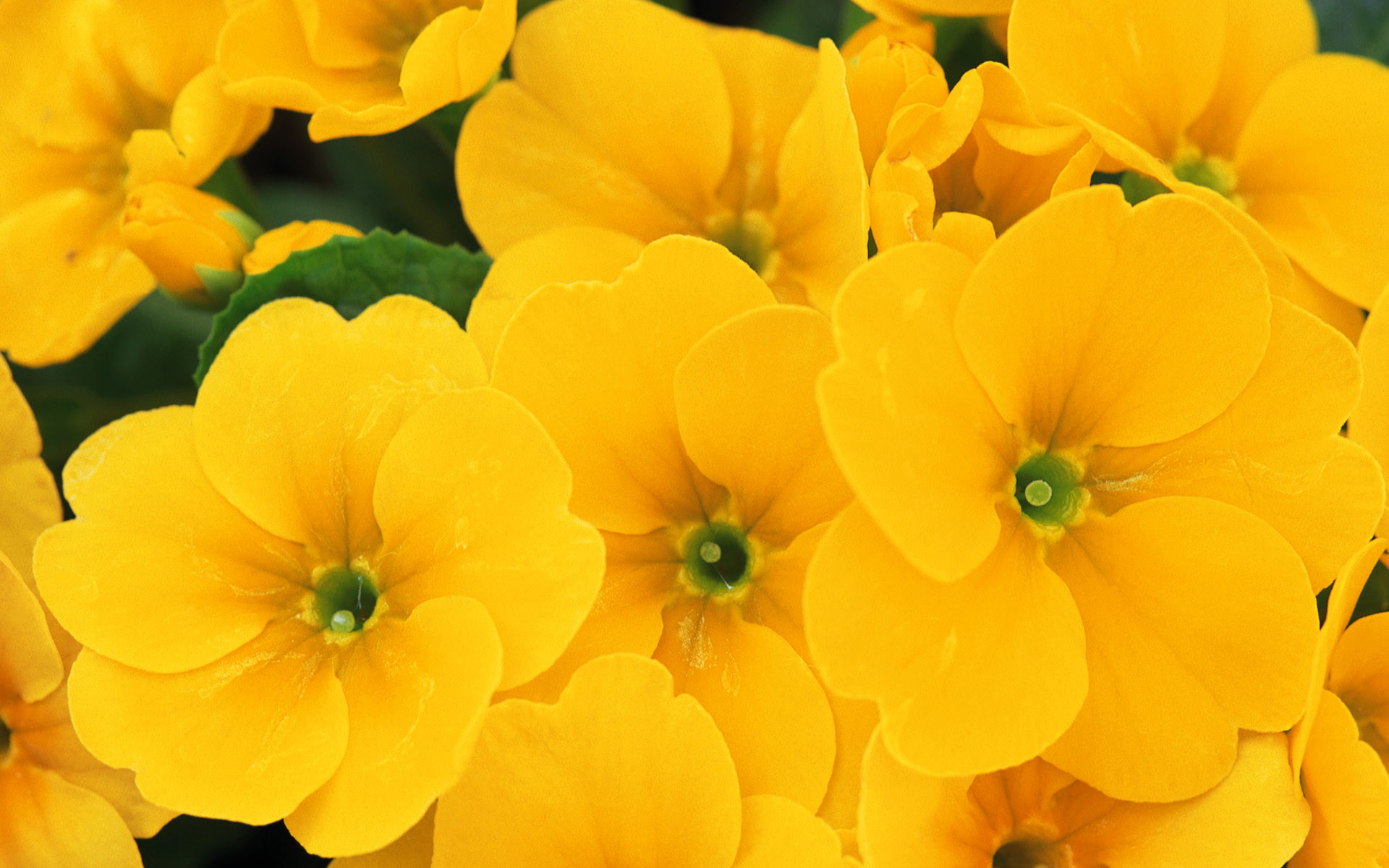 Yellow Flowers Wallpapers