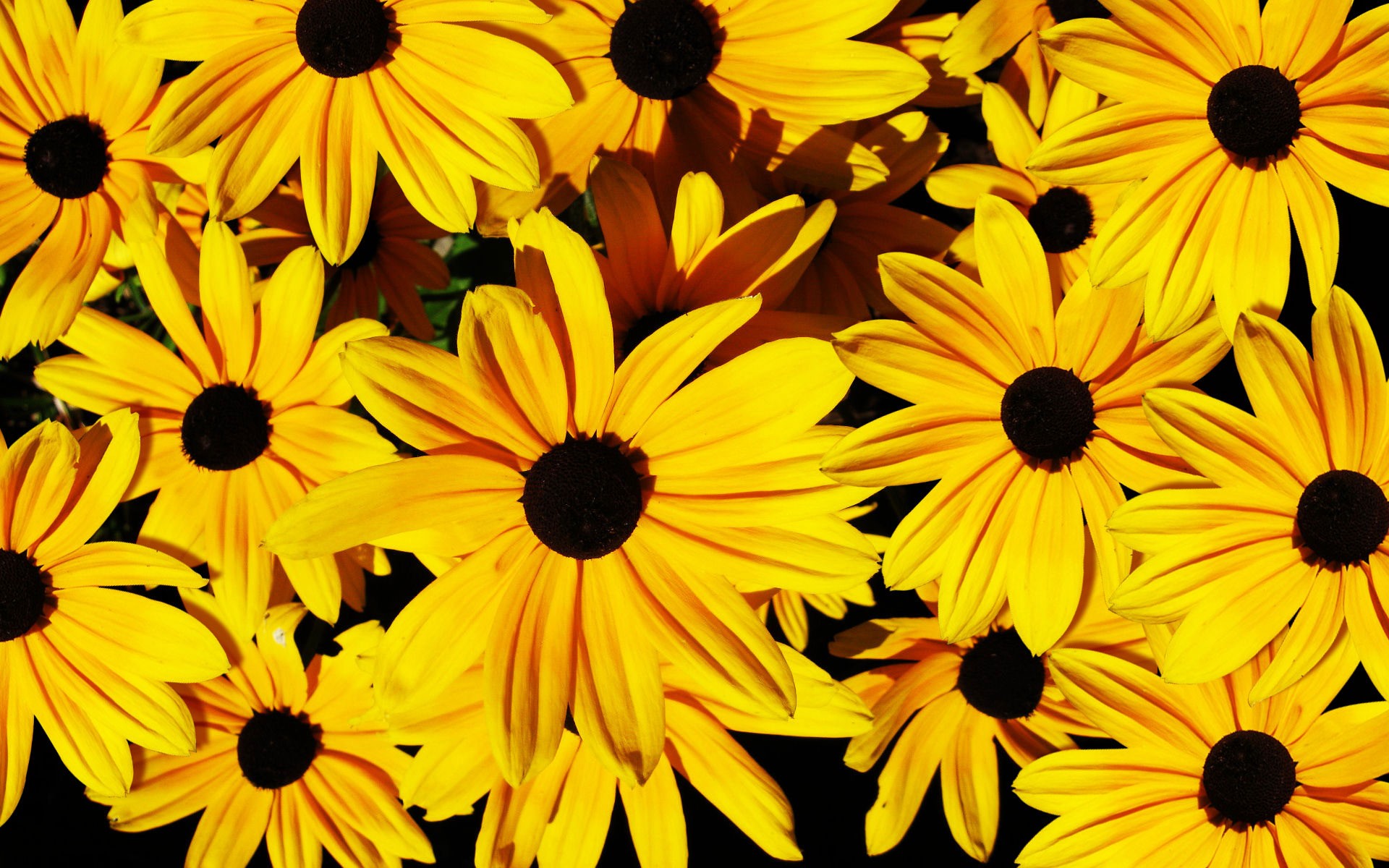 Yellow Flowers Wallpapers