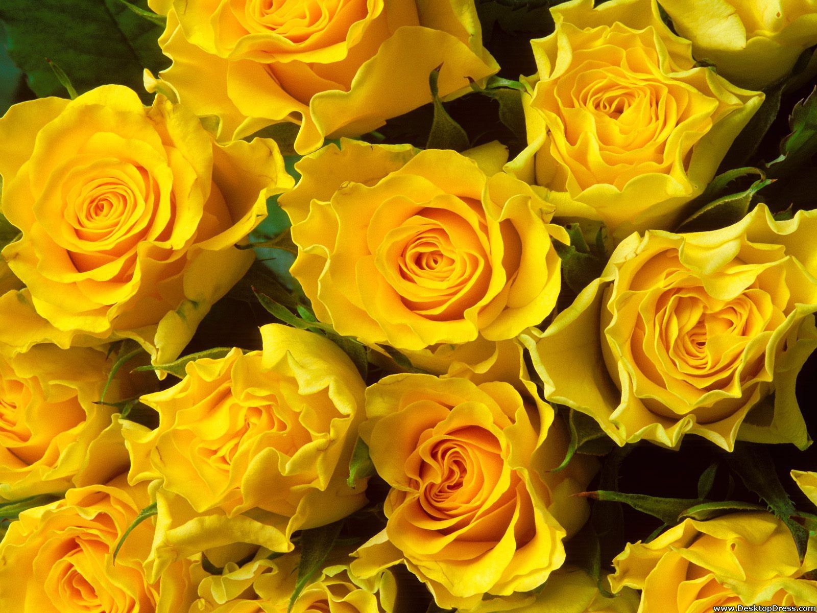 Yellow Flowers Wallpapers