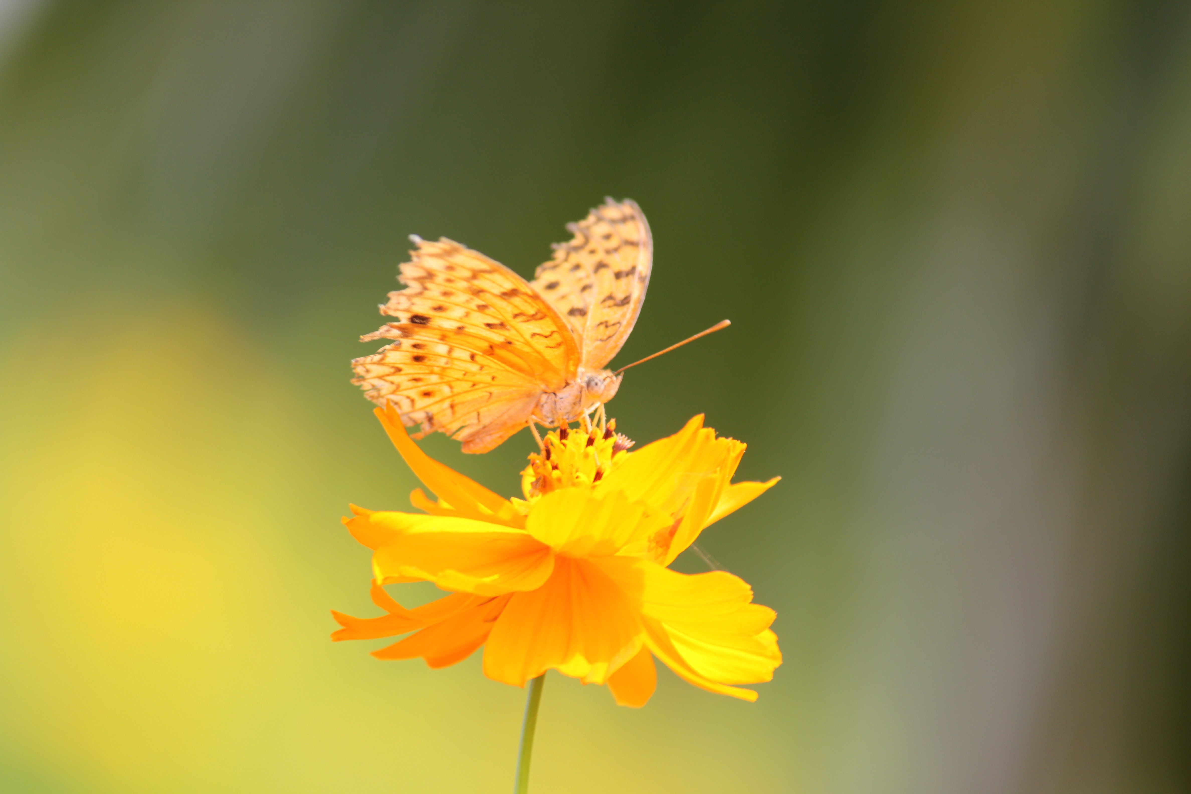 Yellow Flowers And Butterflies Wallpapers