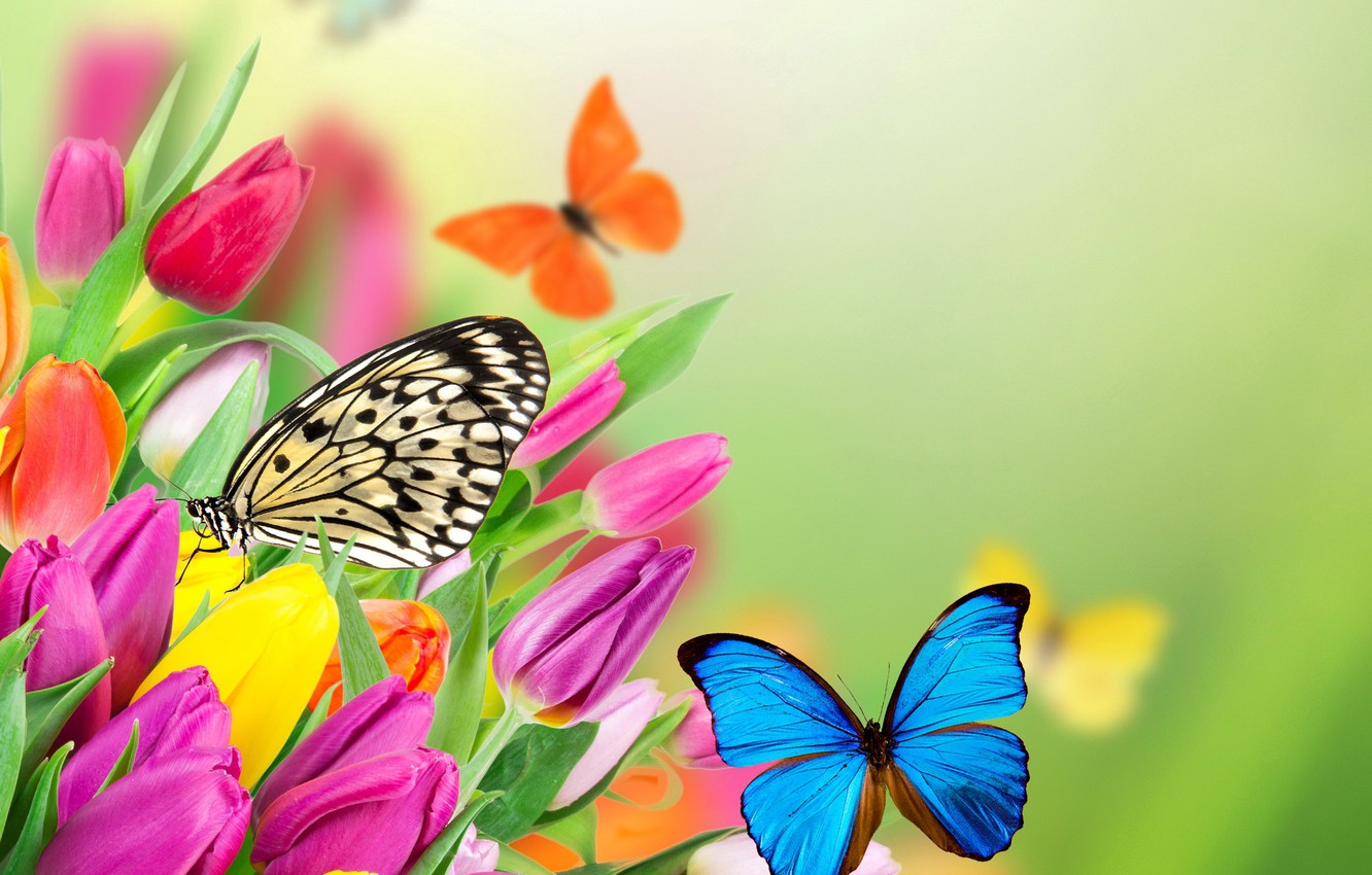 Yellow Flowers And Butterflies Wallpapers