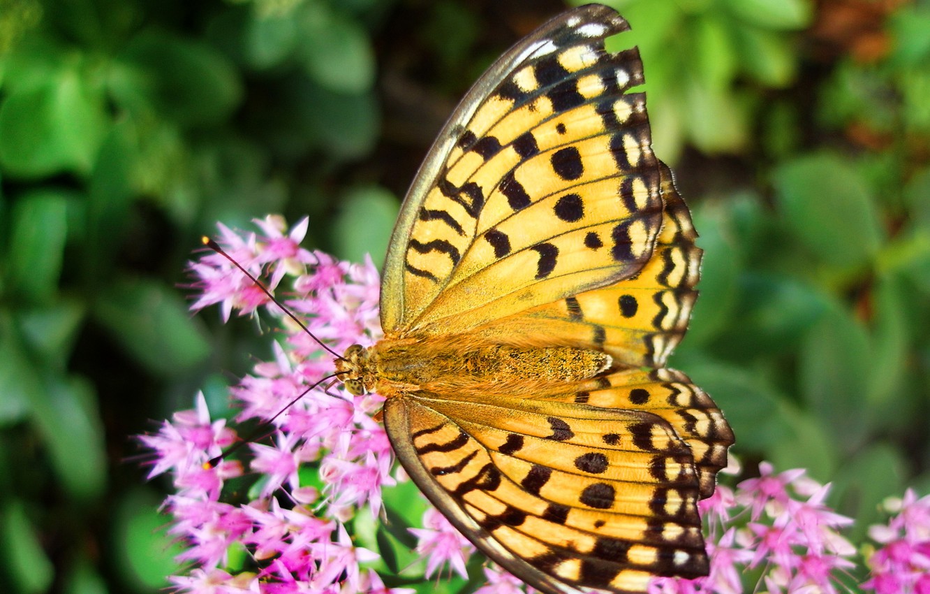 Yellow Flowers And Butterflies Wallpapers