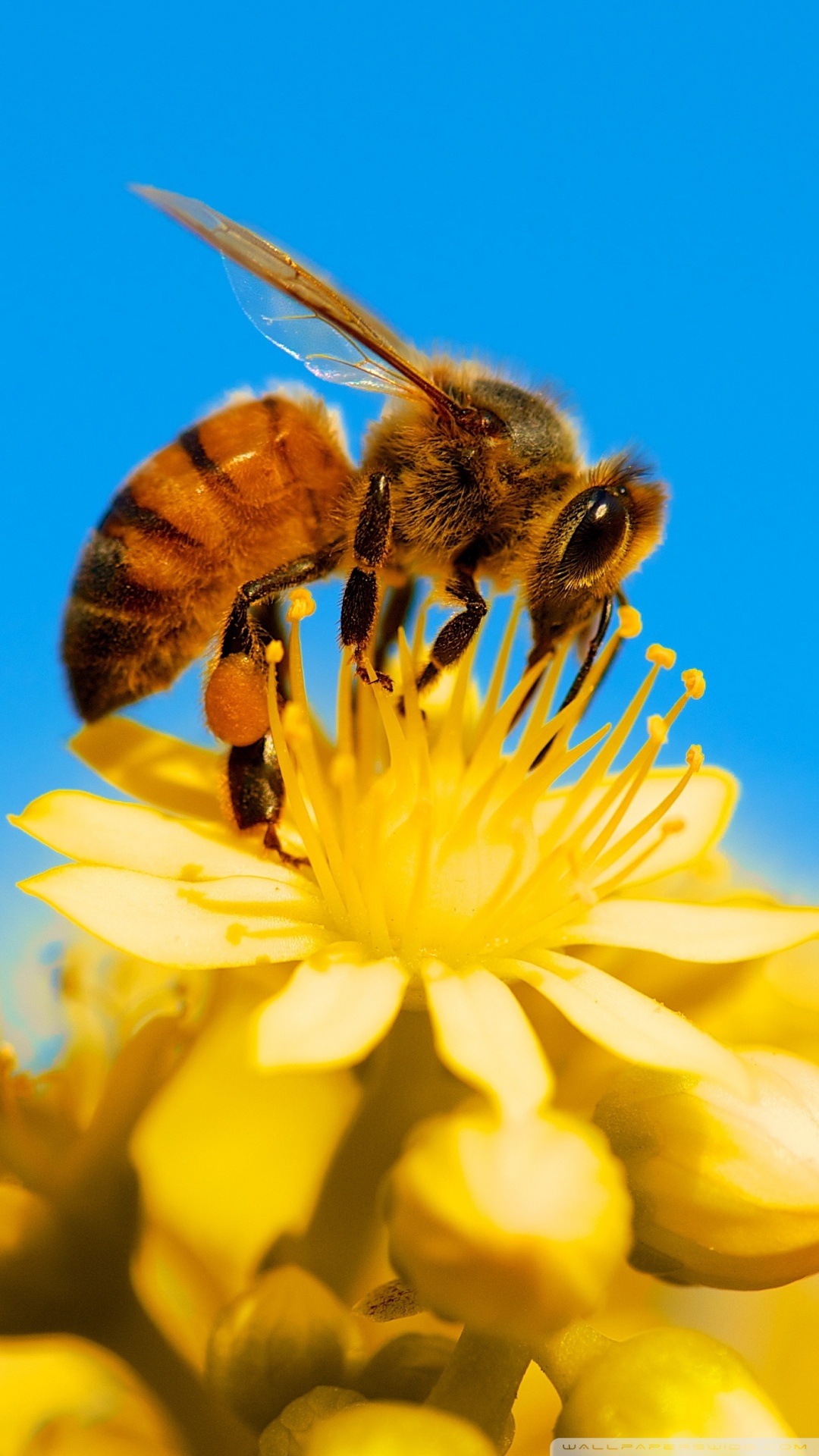 Yellow Honey Bee Wallpapers