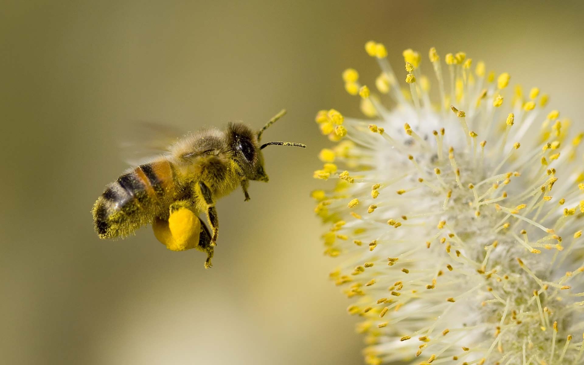 Yellow Honey Bee Wallpapers