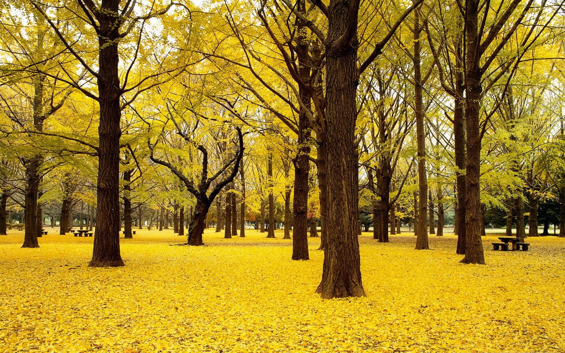 Yellow Nature Wallpapers