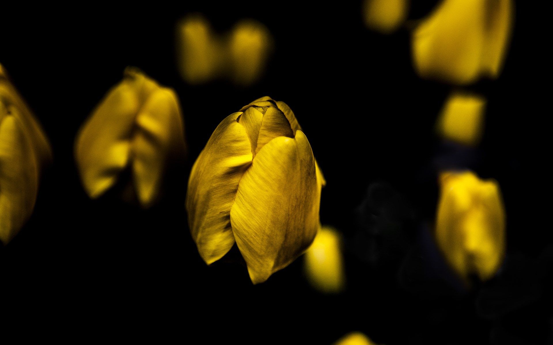 Yellow Photography Wallpapers