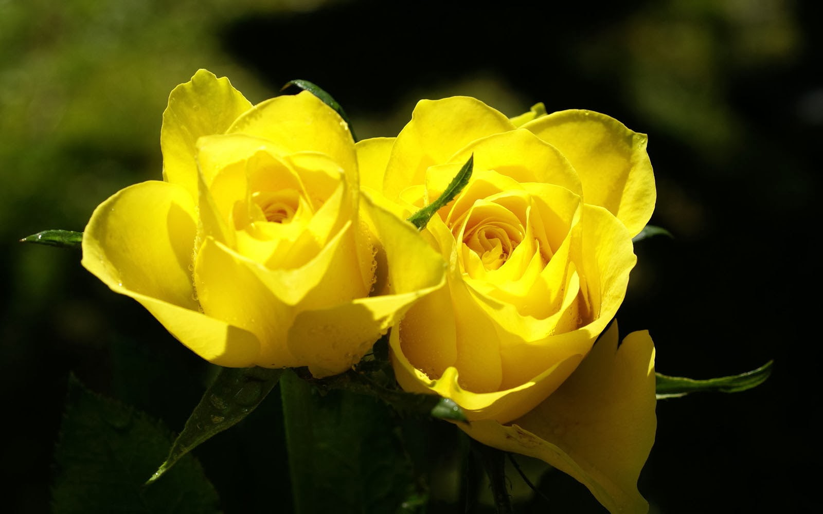 Yellow Rose Wallpapers