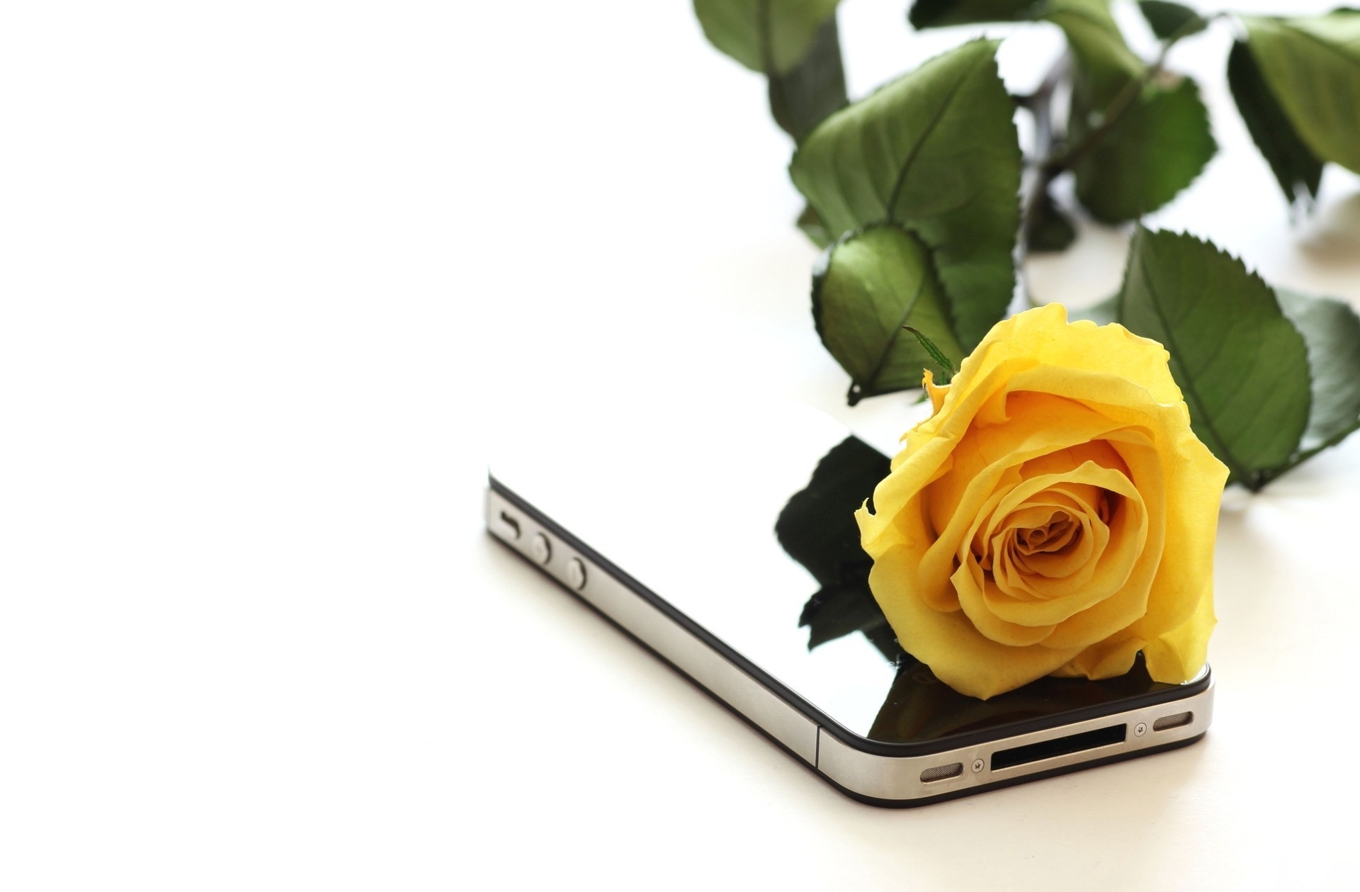 Yellow Rose Wallpapers