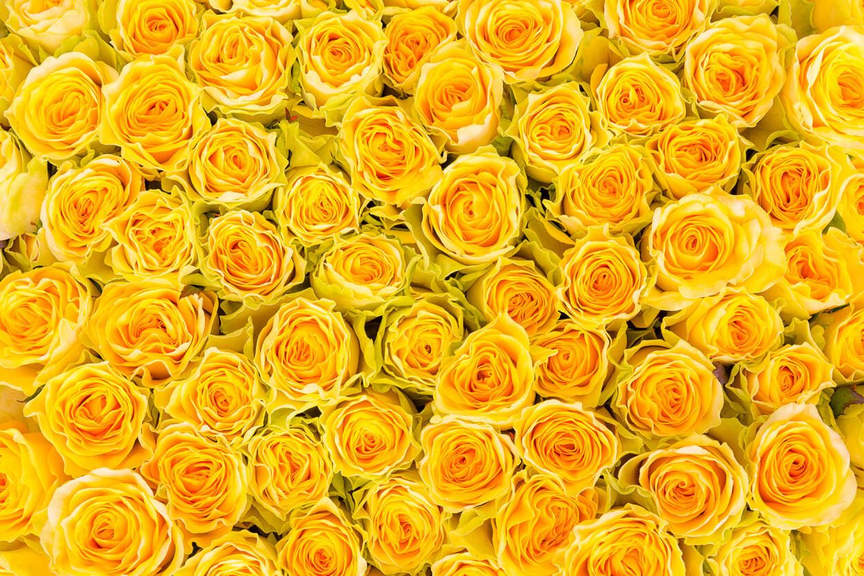 Yellow Rose Wallpapers