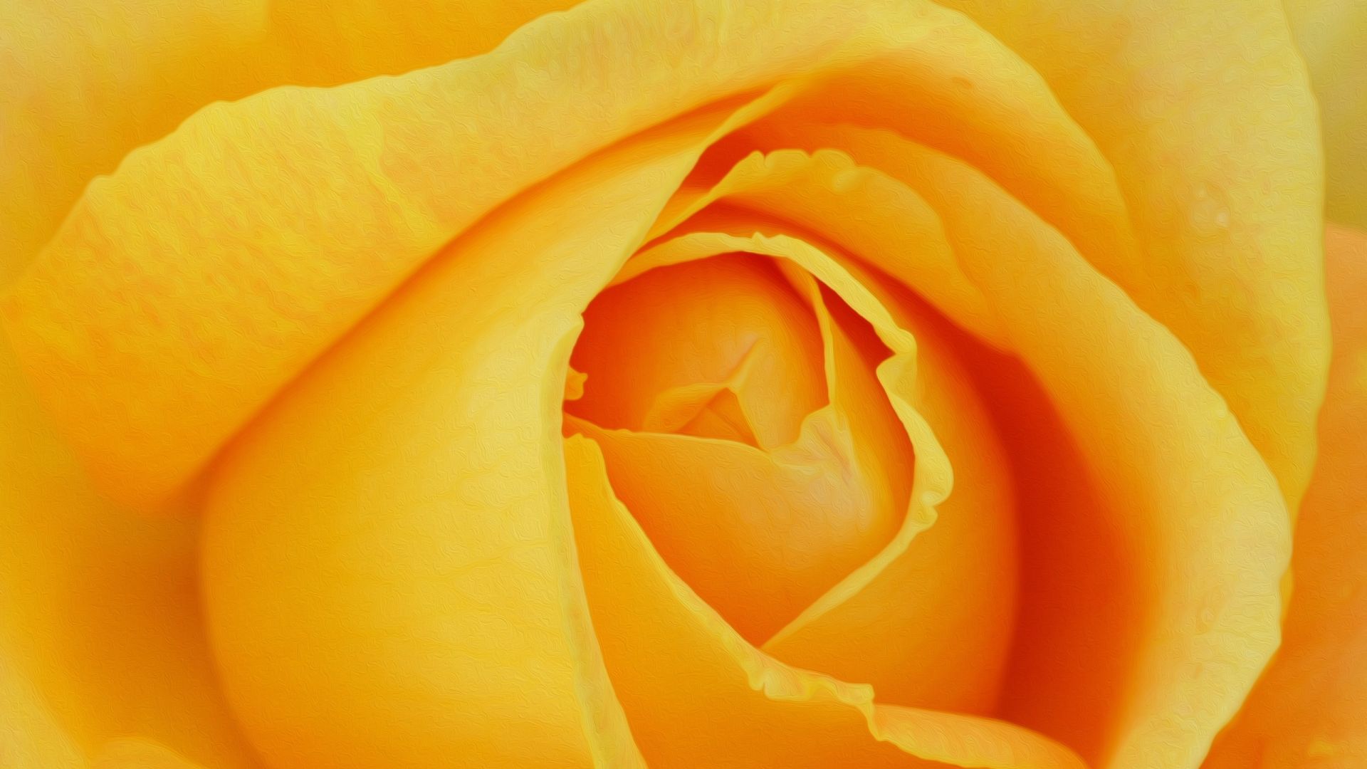 Yellow Rose Wallpapers