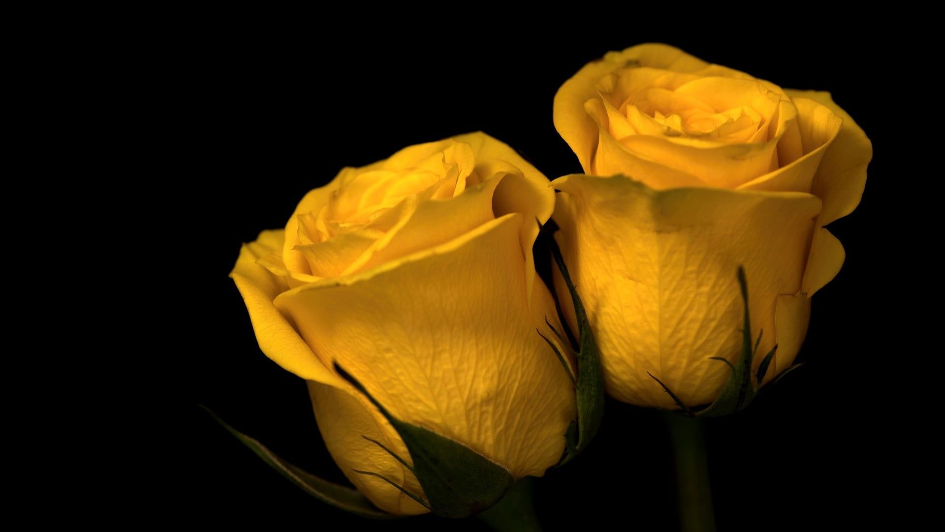 Yellow Rose Wallpapers