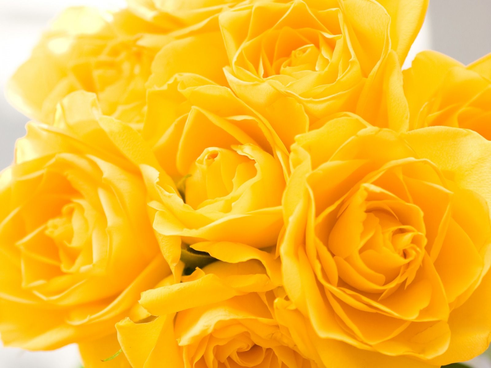 Yellow Rose Wallpapers