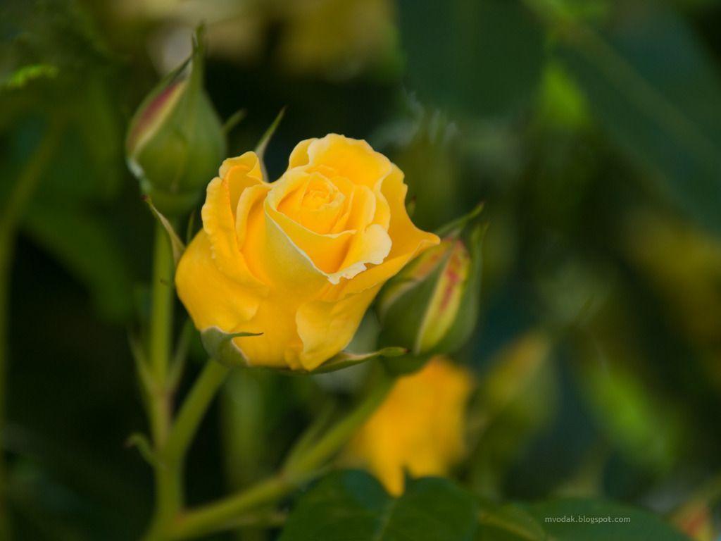 Yellow Rose Wallpapers