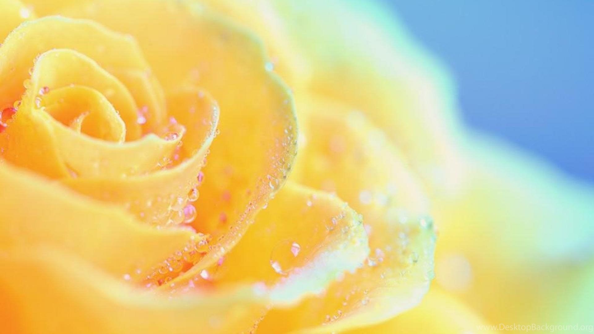 Yellow Rose Wallpapers