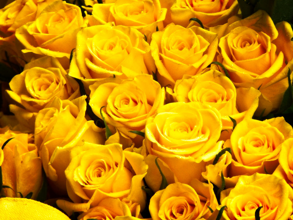 Yellow Rose Wallpapers