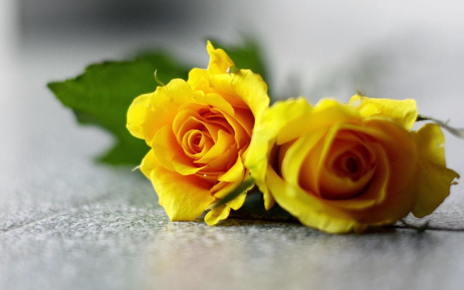 Yellow Rose Wallpapers