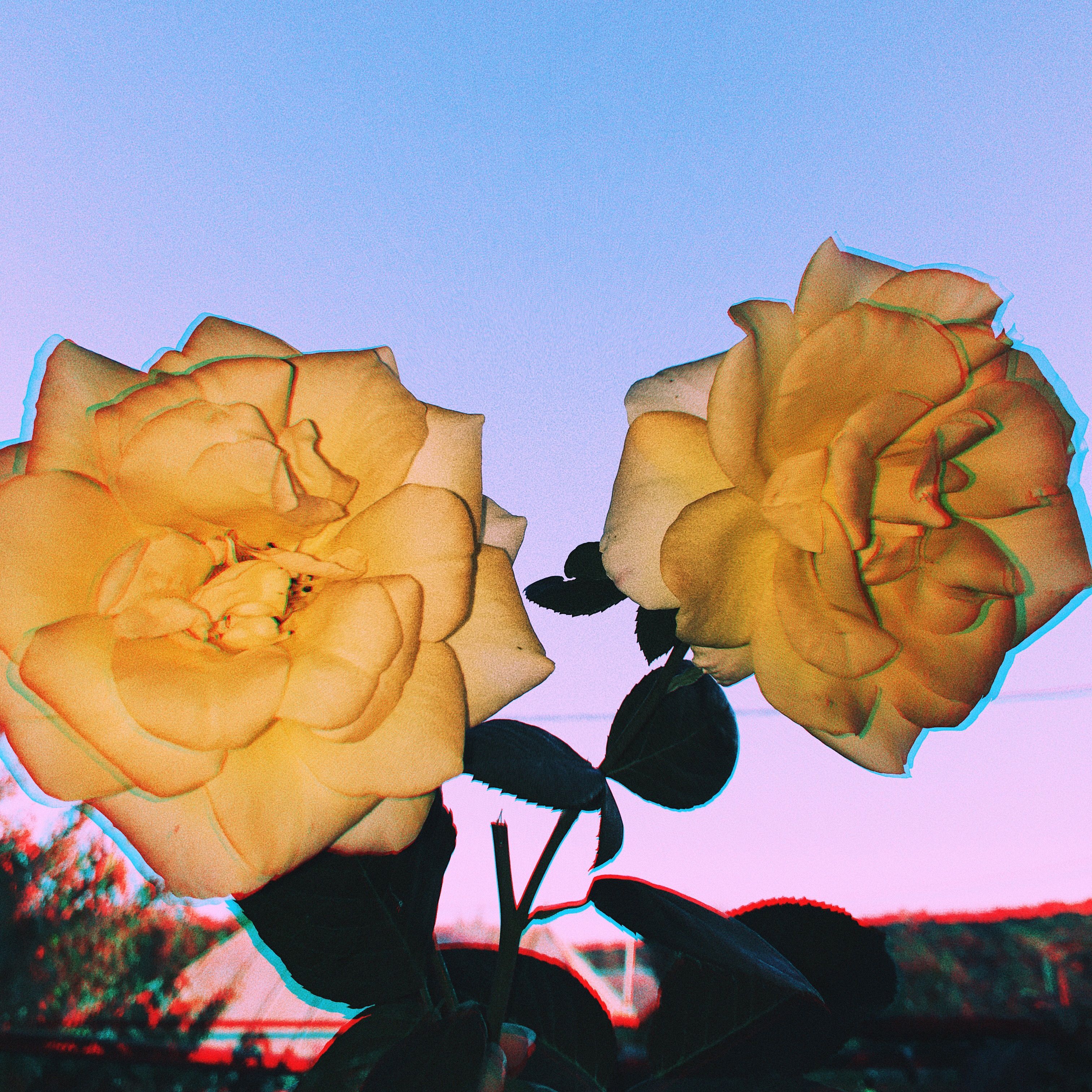 Yellow Rose Aesthetic Wallpapers