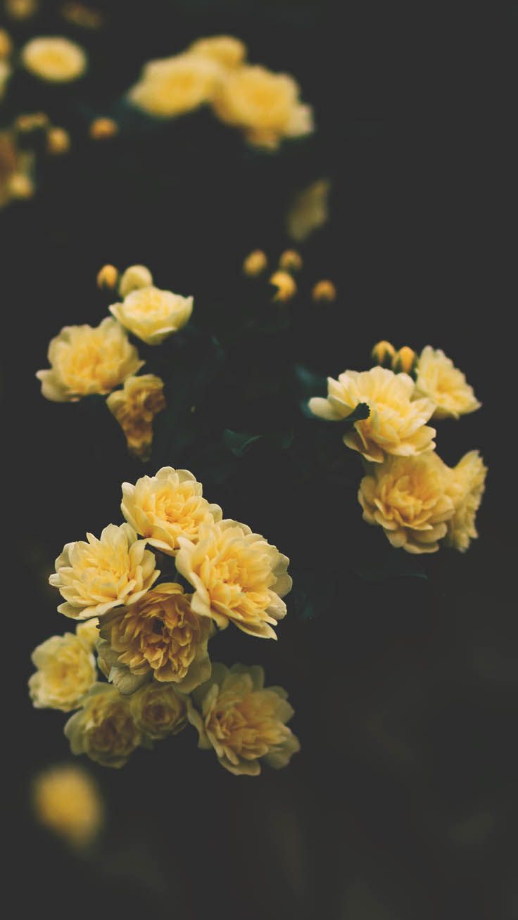 Yellow Rose Aesthetic Wallpapers