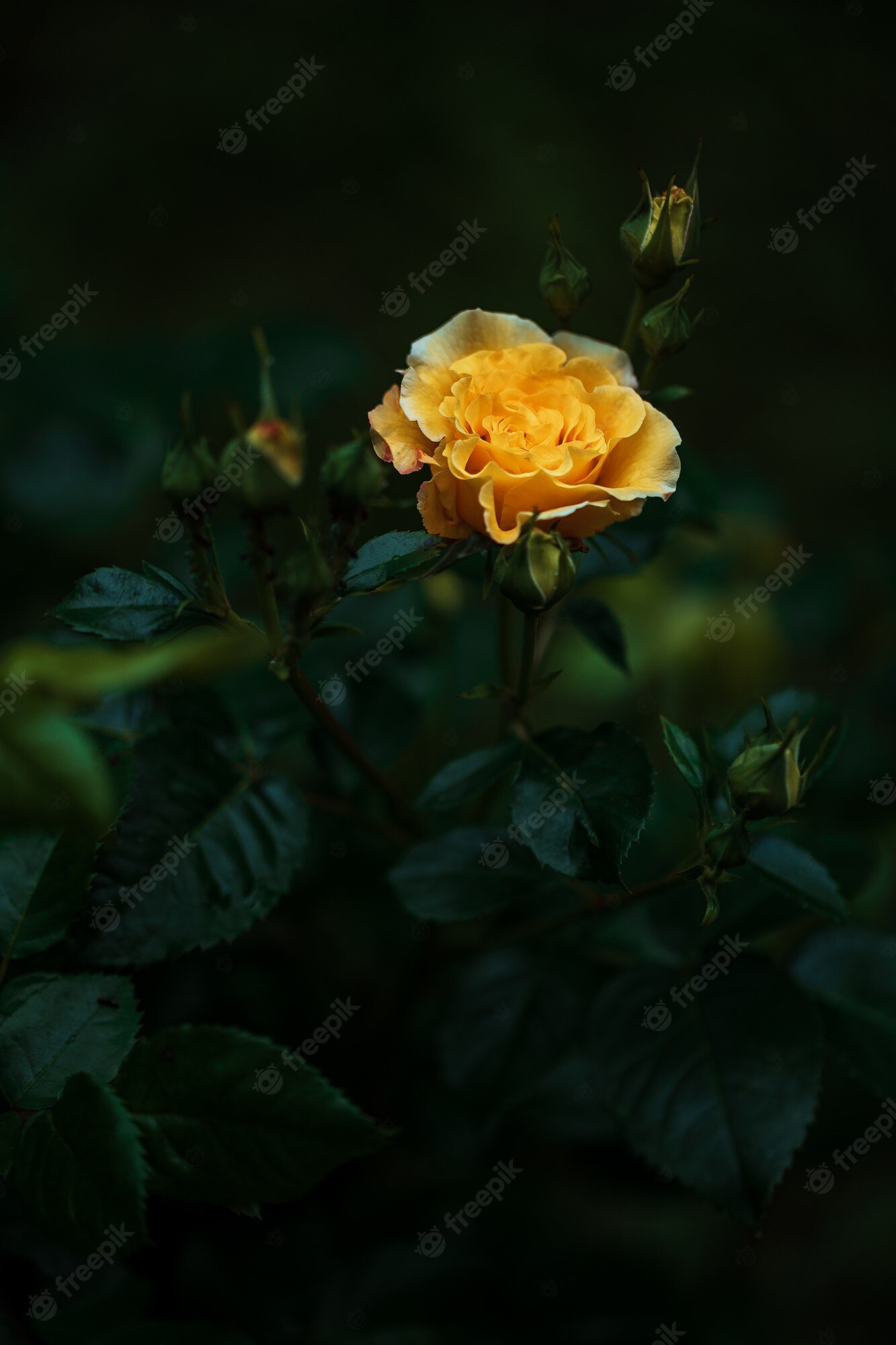 Yellow Rose Aesthetic Wallpapers