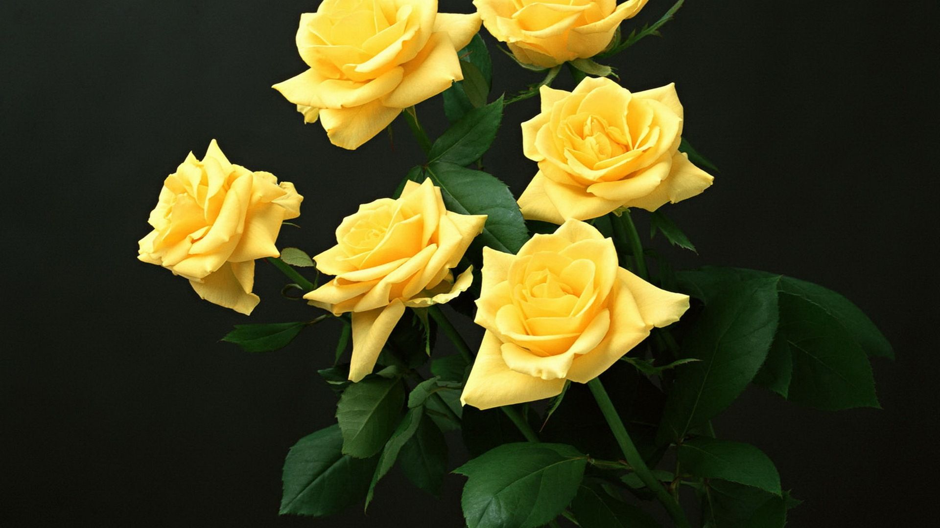 Yellow Rose Flower Wallpapers