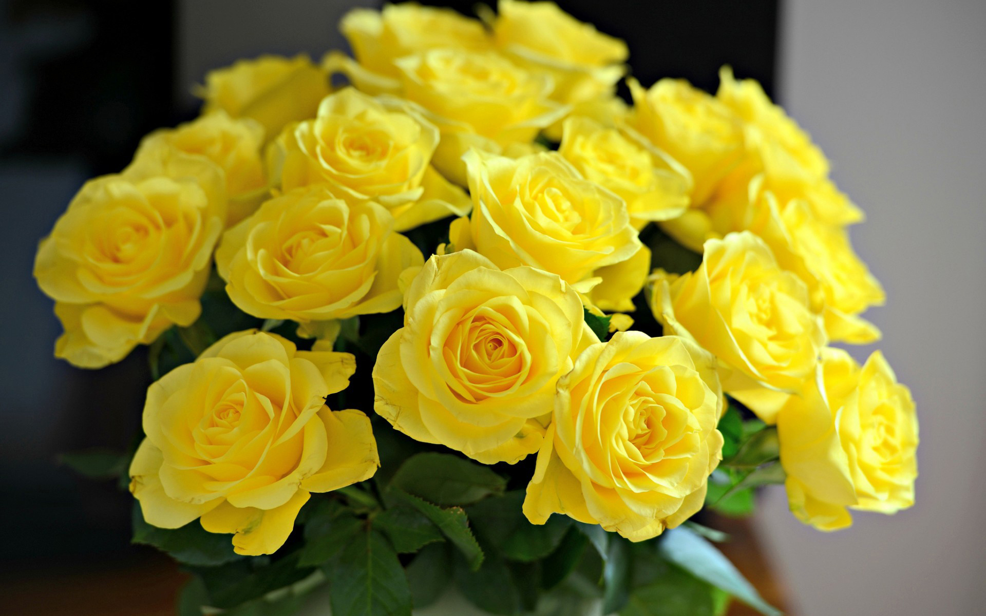 Yellow Rose Flower Wallpapers