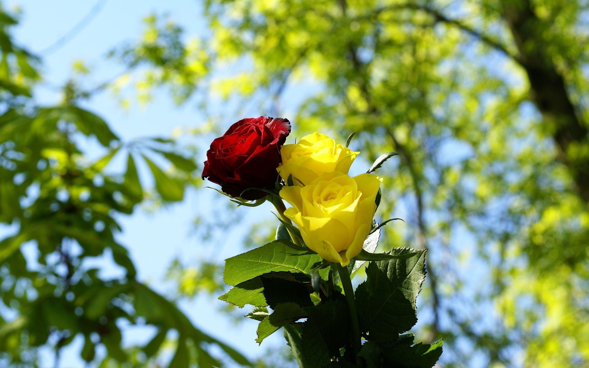 Yellow Rose Flower Wallpapers