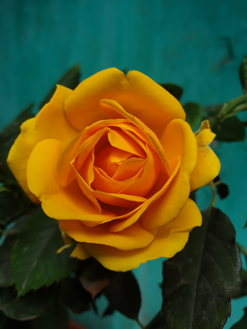 Yellow Rose Flower Wallpapers