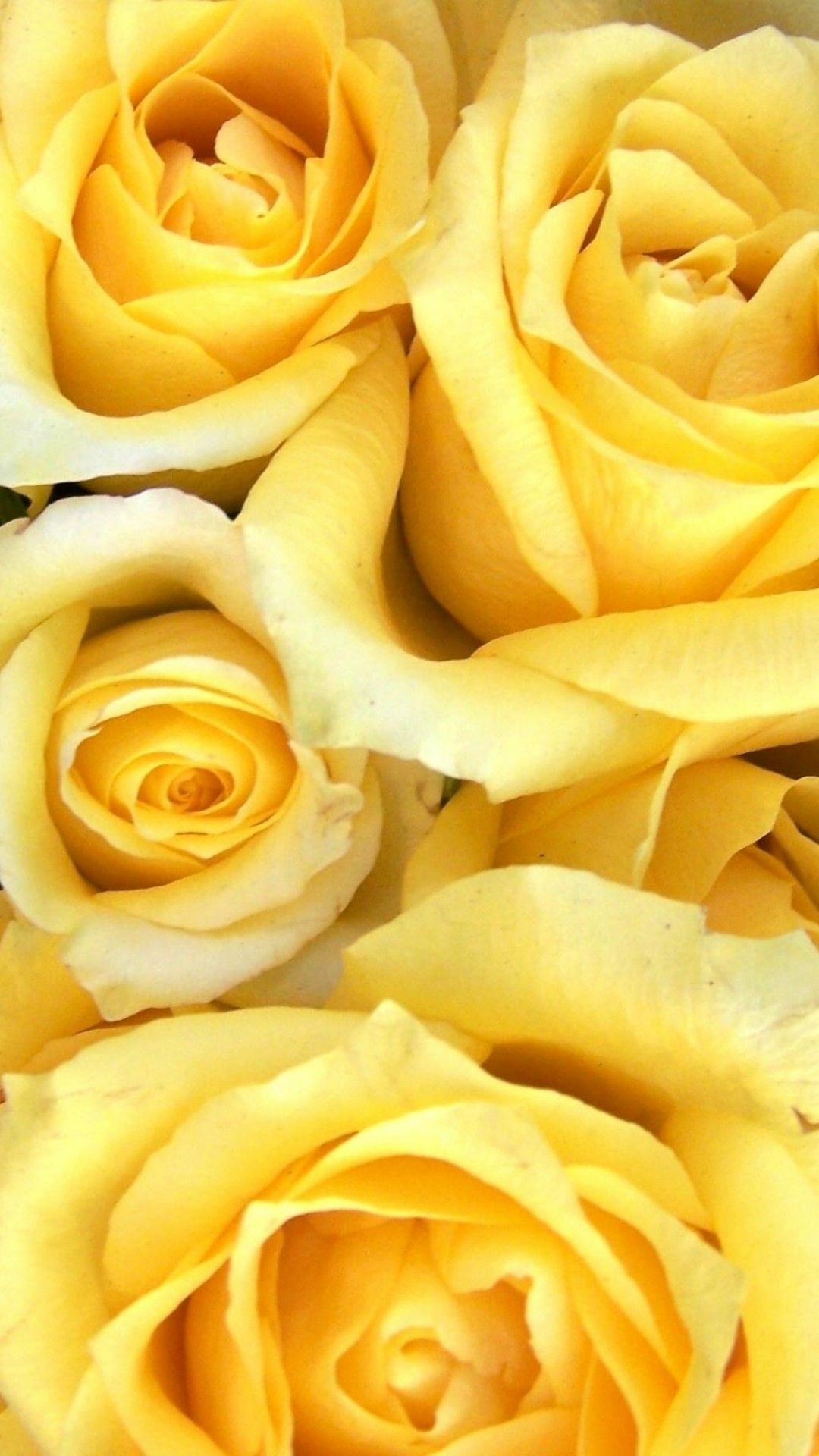 Yellow Rose Iphone Wallpapers