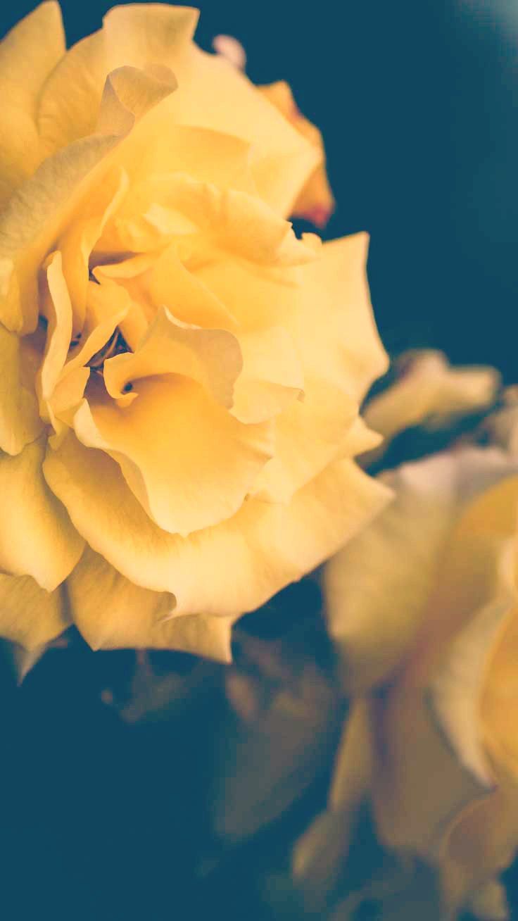 Yellow Rose Iphone Wallpapers