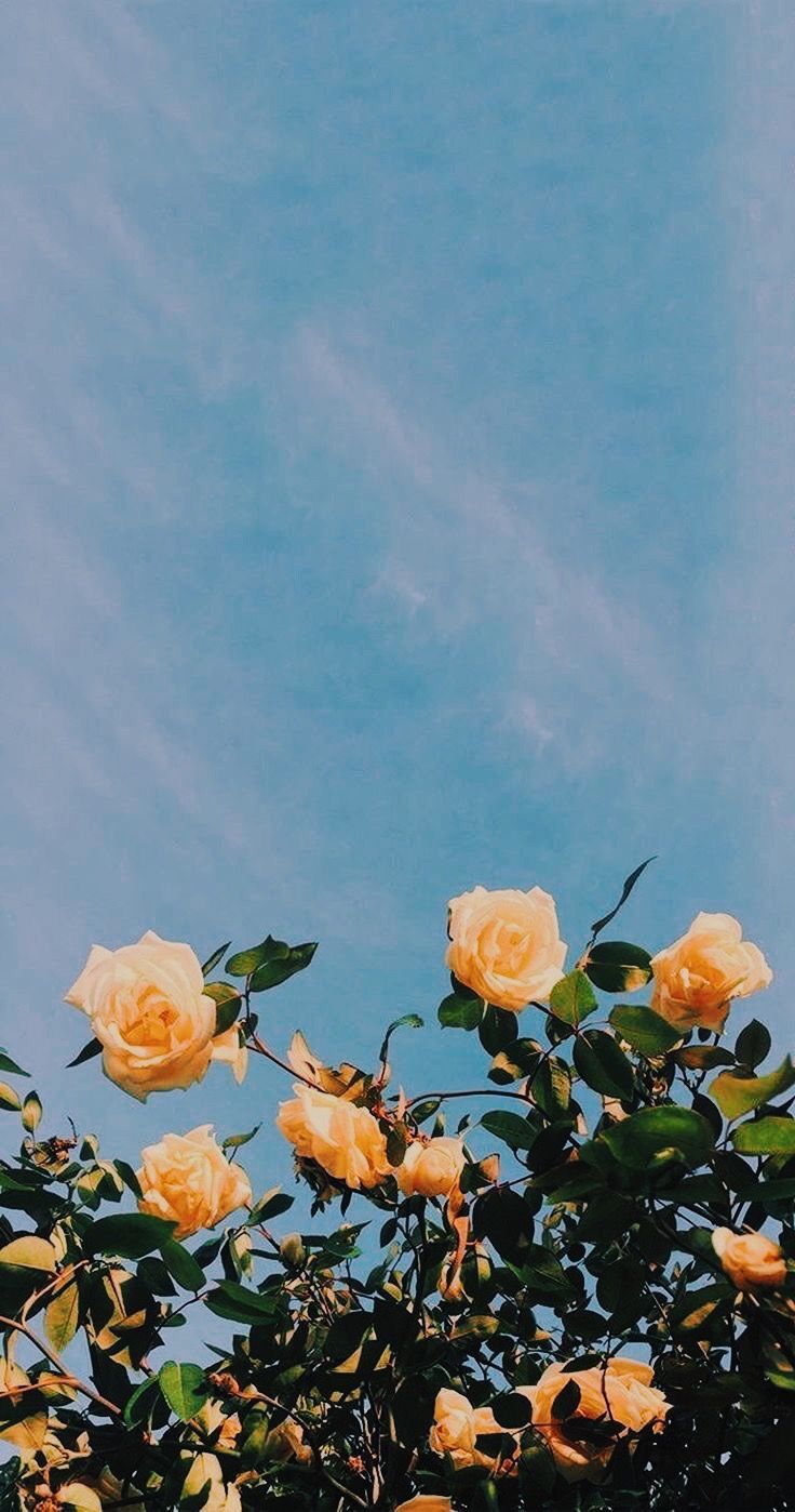 Yellow Rose Iphone Wallpapers