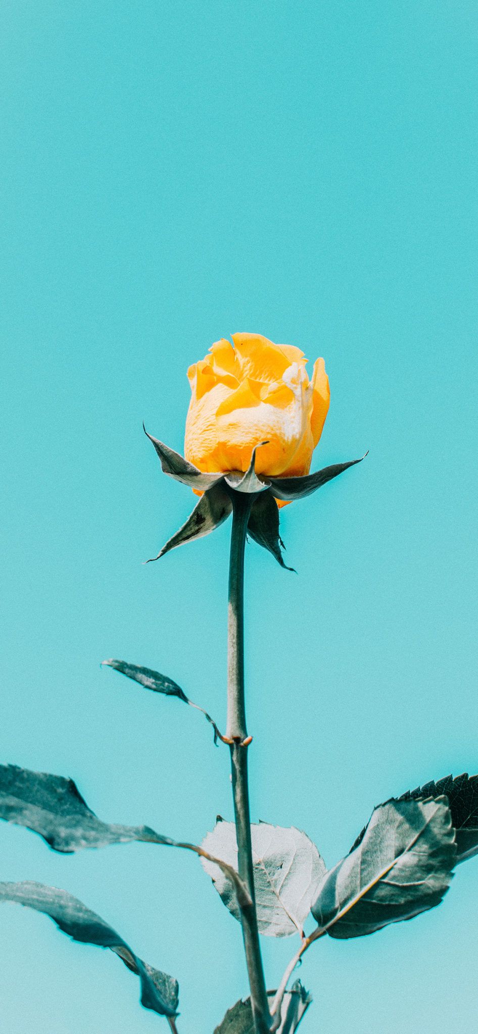Yellow Rose Iphone Wallpapers