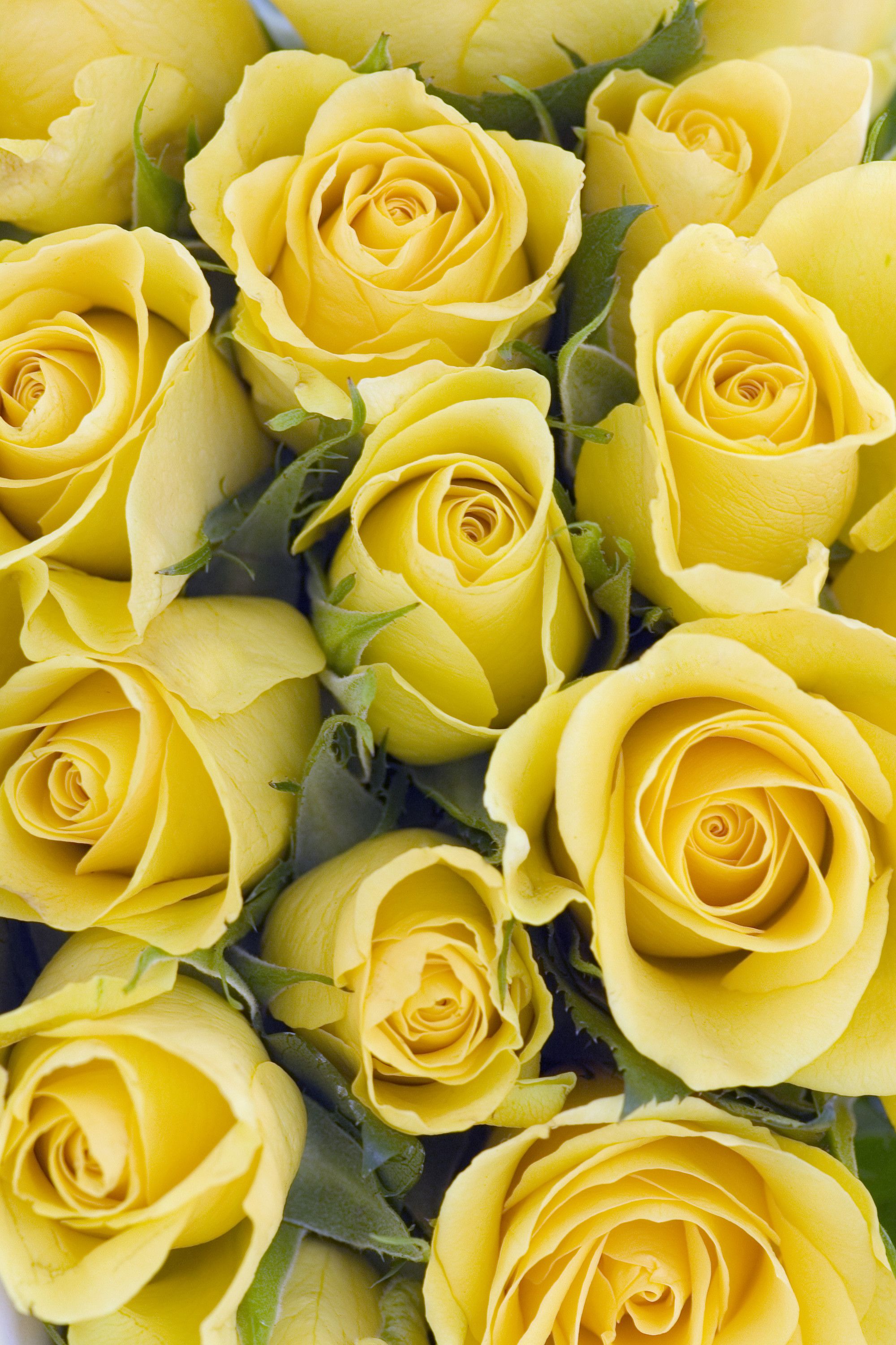 Yellow Rose Iphone Wallpapers