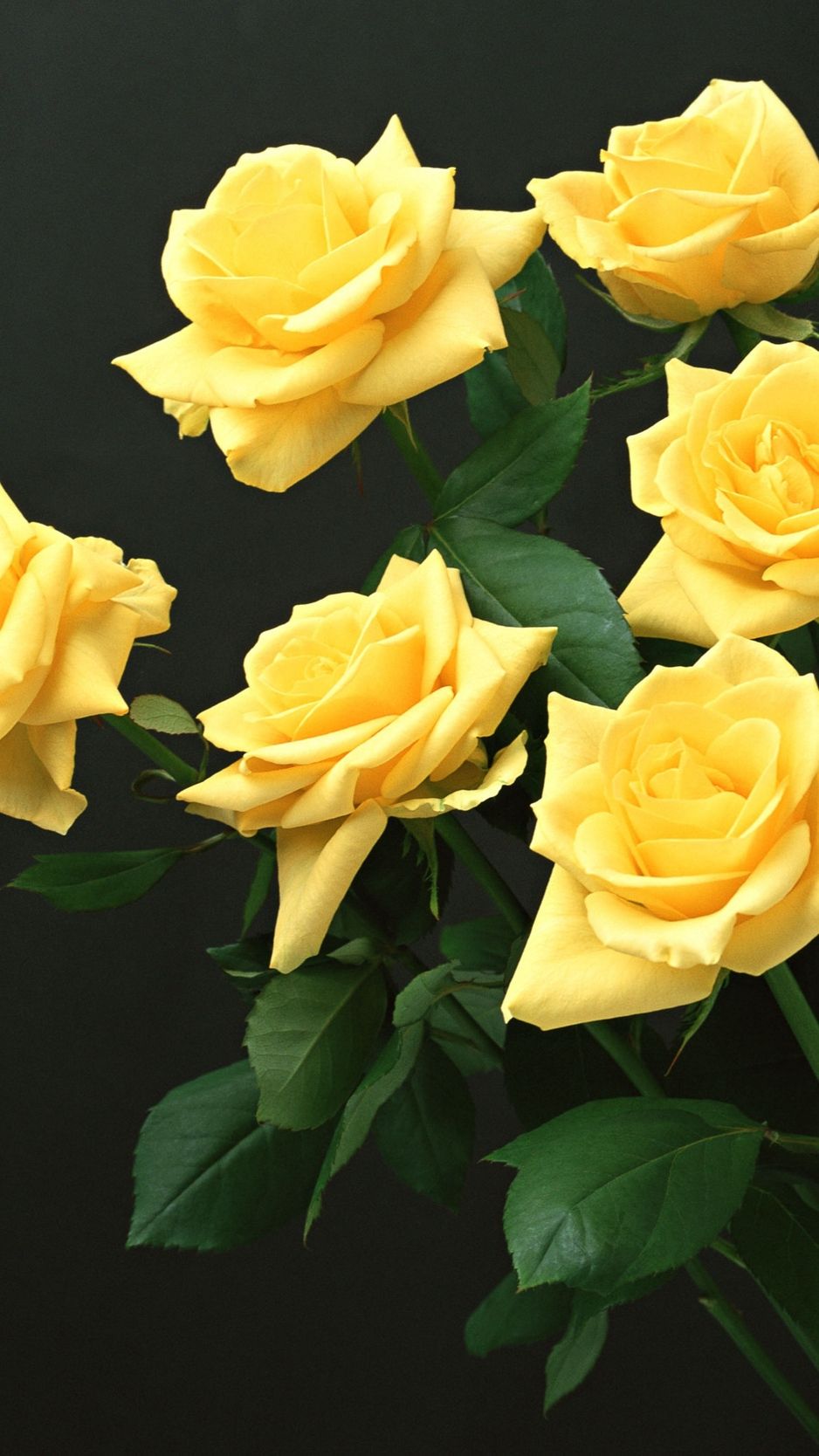 Yellow Rose Iphone Wallpapers