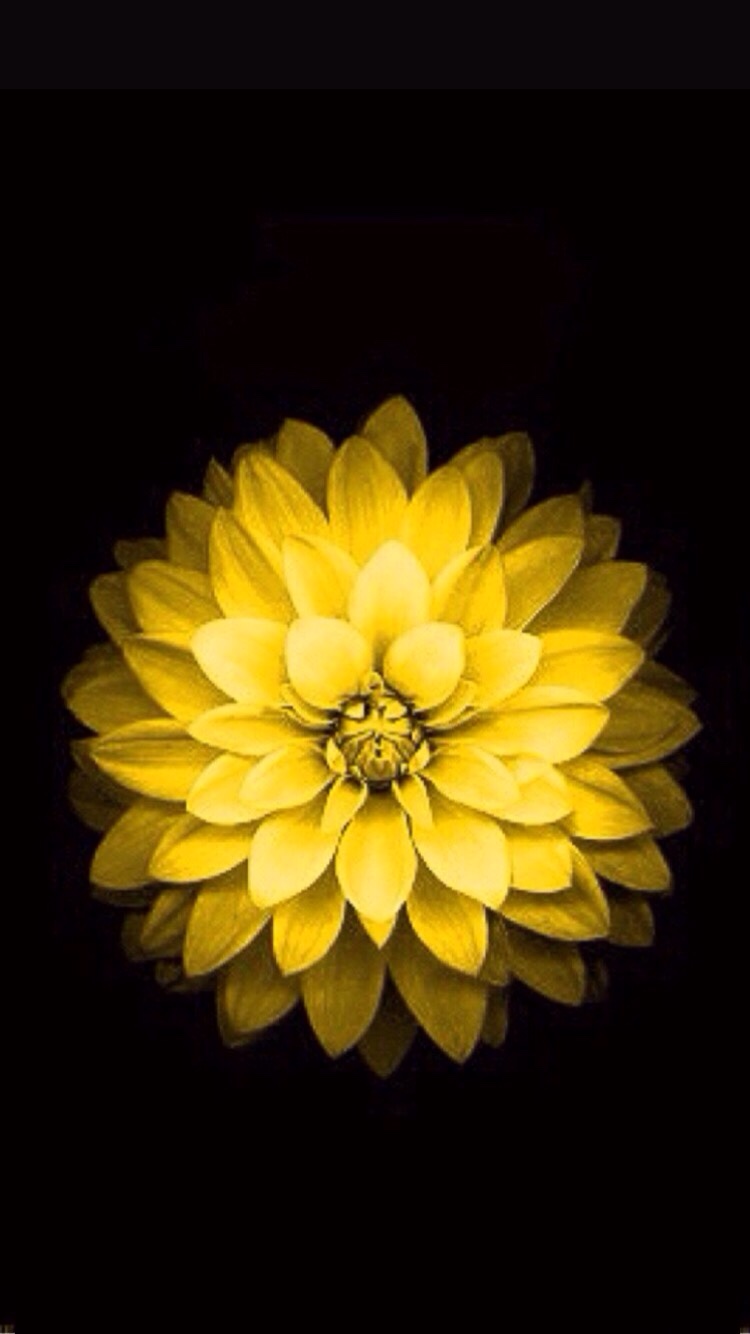 Yellow Rose Iphone Wallpapers