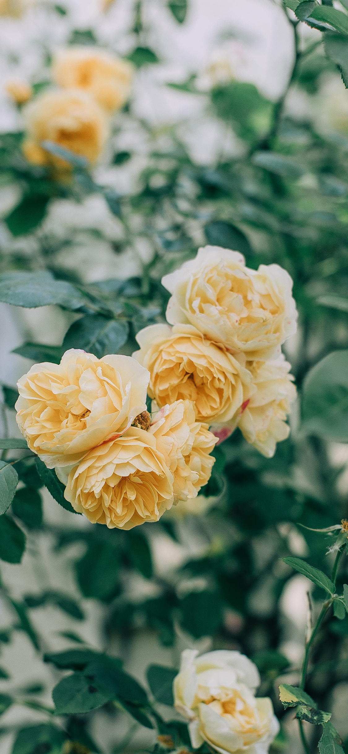 Yellow Rose Iphone Wallpapers