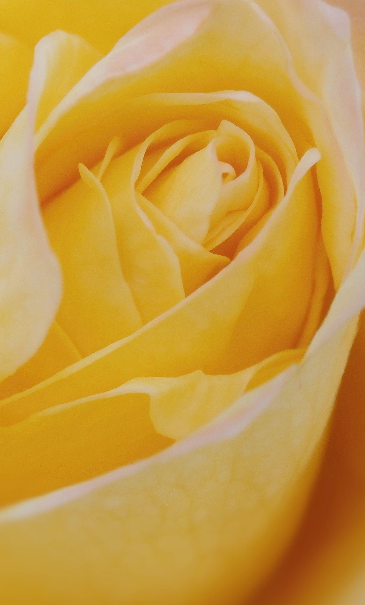 Yellow Rose Iphone Wallpapers